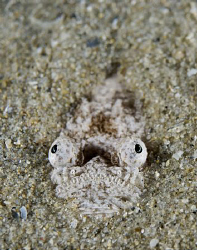A baby stargazer staring skyward and waiting for a meal. ... by Cal Mero 